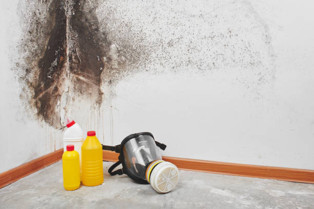 Best Mold Remediation Services  in Parklawn, CA