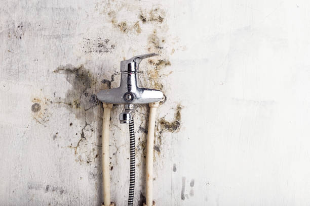 Trusted Parklawn, CA Mold Removal Experts