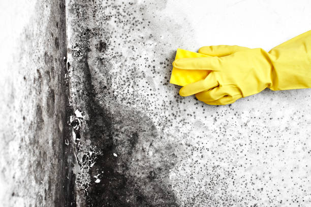 Best Commercial Mold Removal  in Parklawn, CA