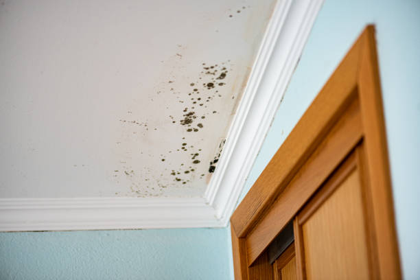 Best Certified Mold Removal  in Parklawn, CA