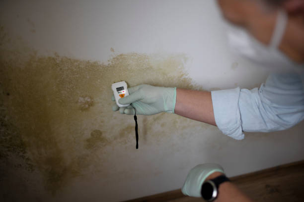 Best Mold Remediation  in Parklawn, CA