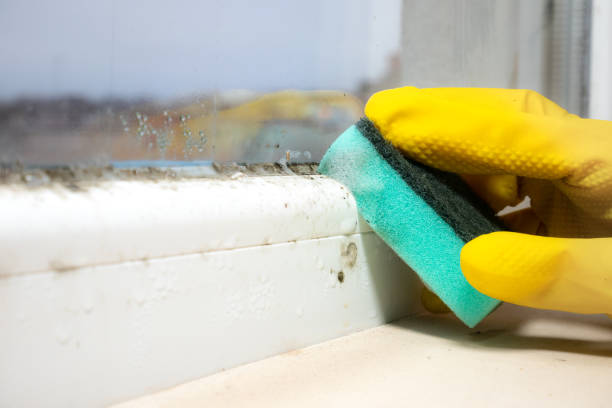 Best Mold Removal Company Near Me  in Parklawn, CA