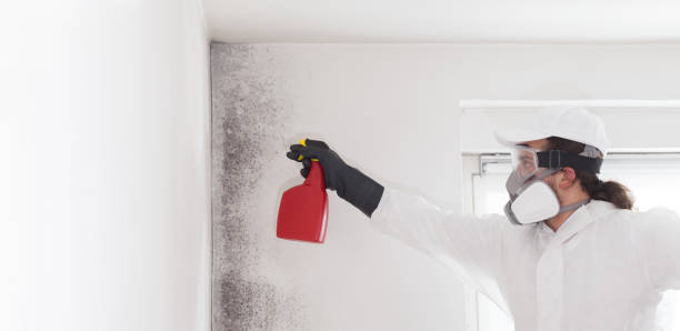 Best Emergency Mold Removal  in Parklawn, CA