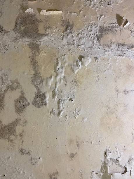 Best Commercial Mold Removal  in Parklawn, CA