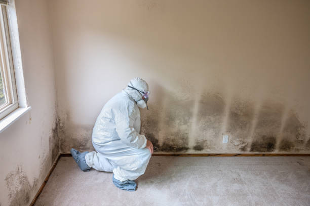Best Black Mold Removal  in Parklawn, CA