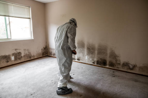 Best Mold Inspection  in Parklawn, CA