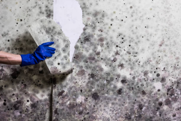 Best Attic Mold Removal  in Parklawn, CA