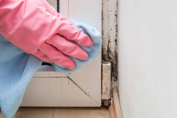 Best Mold Damage Repair  in Parklawn, CA