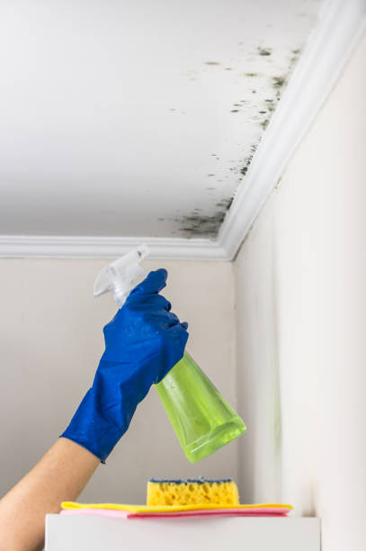 Best Same-Day Mold Removal  in Parklawn, CA